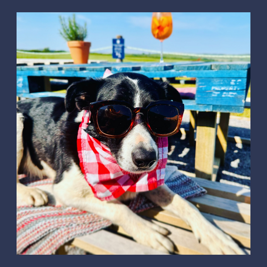 Cattle Box Camping - DOG PASS